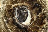 Polished Fossil Stromatolite Colony on Petrified Wood - Utah #365904-1